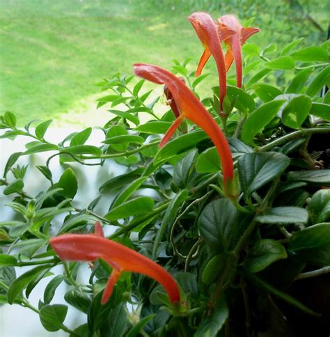 Dolphin Plant | Columnea gloriosa - Lipstick Plant, Goldfish… | Flickr