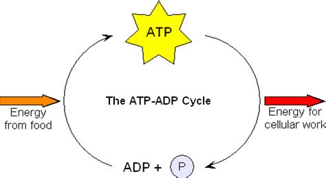 Atp Cycle Animation