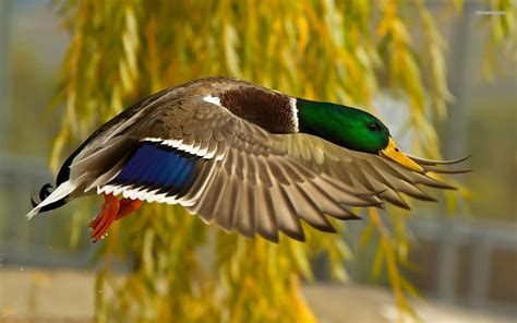 Waterfowl Wallpaper (51+ images)