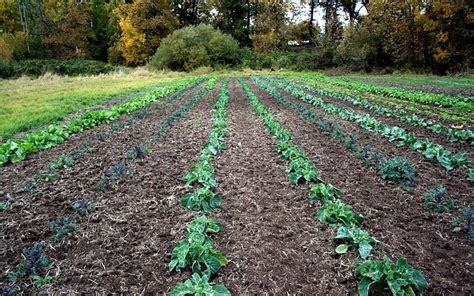 Fall Organic Gardening Series: preparing your garden for winter | Morning Ag Clips