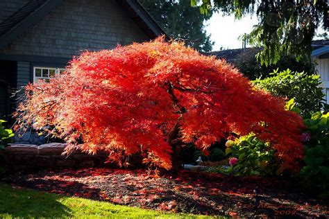 Japanese Maple ' Orangeola ' Grafted | Etsy