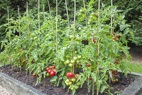 How to Stake Tomato Plants - Farm Flavor