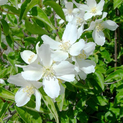 Lewis' Syringa, Philadelpbus lewisii | Idaho State Flower. P… | Flickr