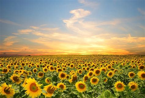 Laeacco Cloudy Sky Sunflower Field Landscape Photography Backgrounds ...