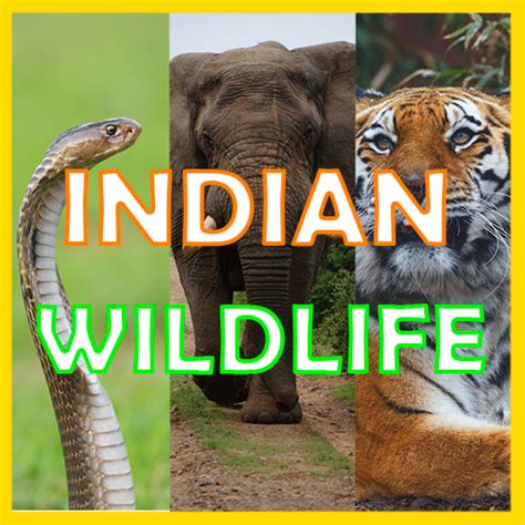 女 】 List of Wild Animals found in India | Top 10