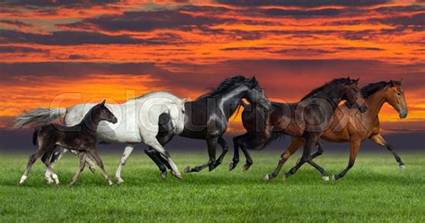 Group of five horses run gallop on gree ... | Stock image | Colourbox