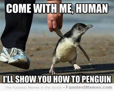 24 Memes That Prove Penguins Are The Funniest Animals On Earth | Cuteness