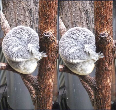 Stereoscopic Pair Soaking Wet Koala Sleeping in the rain | Flickr