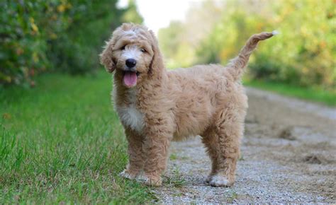 What Age Are Goldendoodles Full Grown