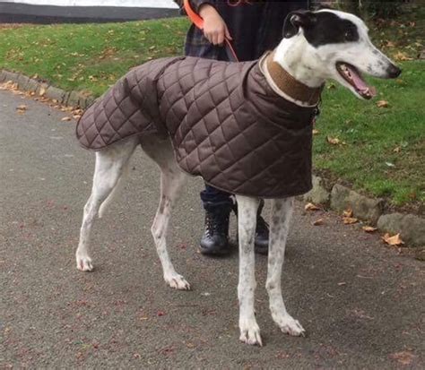 Gallery - The Whippet Coats