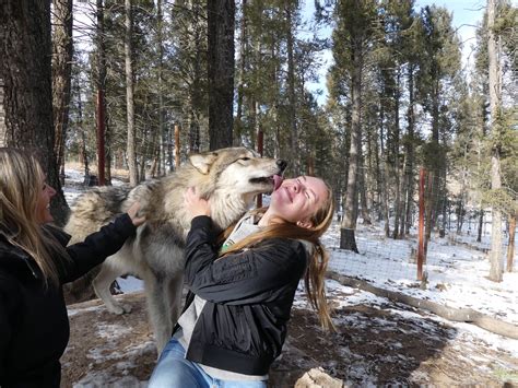 Wolf kisses at the Colorado Wolf and Wildlife Center - Sunrise In A New ...