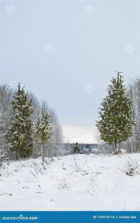 Snowy Juniper Tree in a Field. Winter Landscape. Stock Photo - Image of ...