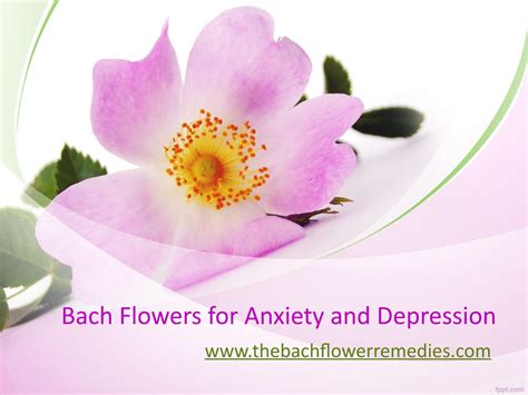 Bach Flowers for Anxiety and Depression - www.thebachflowerremedies.com ...