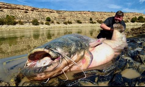 Fisherman’s ‘full-on tug of war’ results in fish of a lifetime