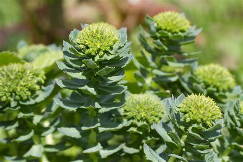 Rhodiola Rosea, a Complete Guide Including Benefits of Rhodiola ...