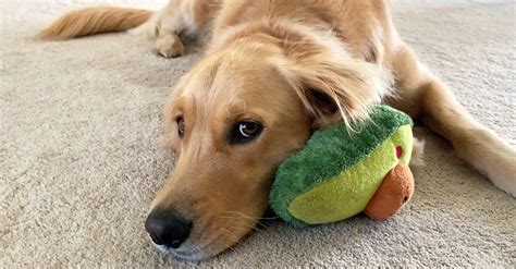 What Are The Best Toys For Golden Retriever Puppies