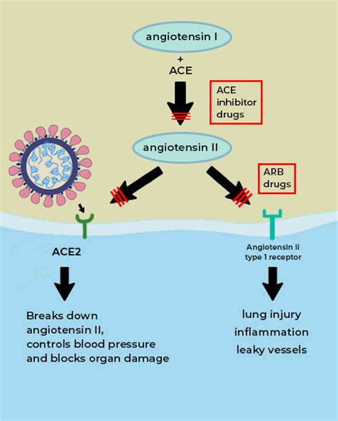 What is the ACE2 receptor, how is it connected to coronavirus and why ...