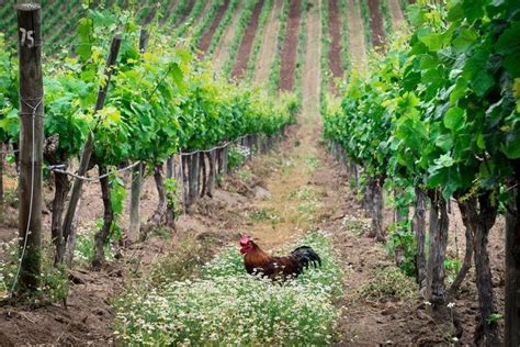 Biodynamic Farming | Farm, Travel, Culture