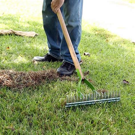 When, Why and How Often to Dethatch Lawn | The Family Handyman