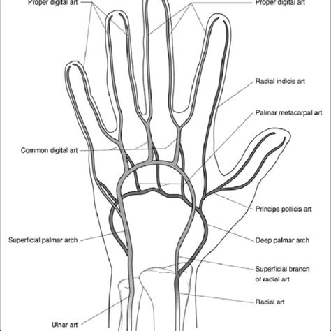 (PDF) Palmar Arch Identification During Evaluation for Radial Artery ...