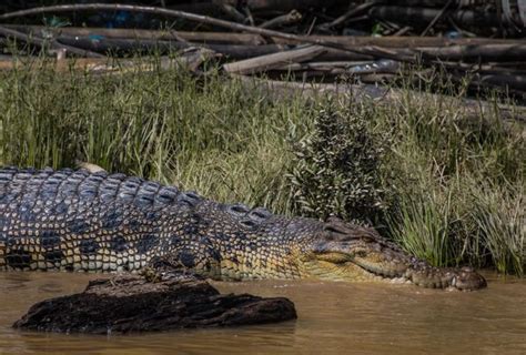 Wildlife Spotting on a Kinabatangan River Tour, Borneo – Wandering Wheatleys