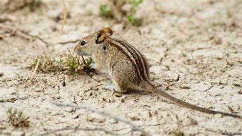 DNA clues to how chipmunk earned its stripes - BBC News