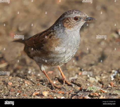 Dunnock feeding on the ground in the Cotswold Hills Gloucestershire UK Stock Photo - Alamy