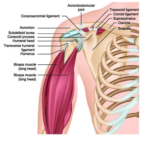 Update Your Understanding of Shoulder Arthroscopy Codes - AAPC ...