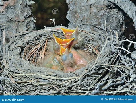 Nest of thrush 20 stock photo. Image of hunger, feeding - 134490728