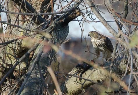 Hawk Feeding VII by mottymotty on DeviantArt