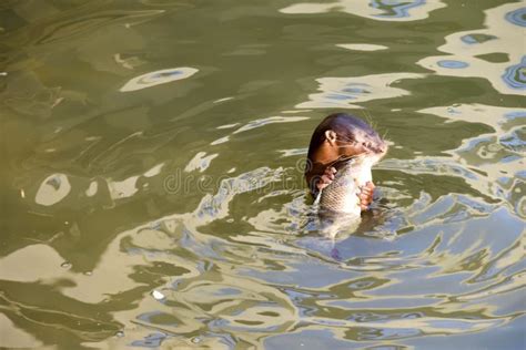 Sea Lion Eating Fish on Waters Stock Photo - Image of america, nature ...