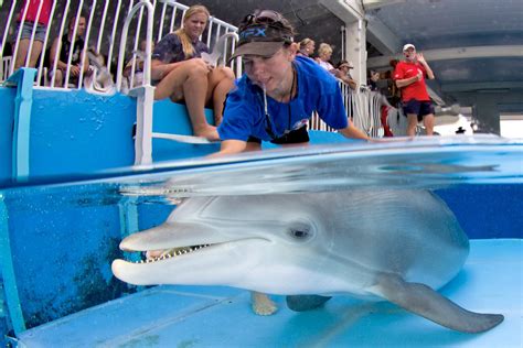 Eckerd alumna, rescue manager shares her memories of Winter the dolphin - News | Eckerd College