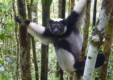 indri lemur | Indri, Animals, Lemur