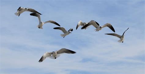 Flock of Seagulls Photograph by Mary Koval