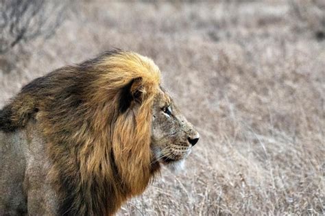 Premium Photo | The lion in the grassland