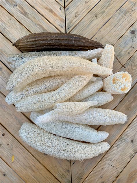 Loofah Gourd Seeds 40 Pack Easy to Grow Luffa Fresh from | Etsy