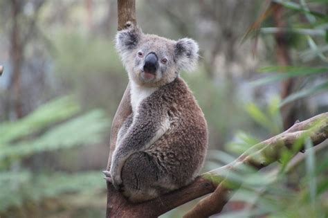 Free photo: Koala, Australia, Koala Bear, Lazy - Free Image on Pixabay ...