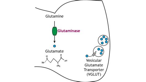 Neurotransmitter Synthesis and Storage – Foundations of Neuroscience