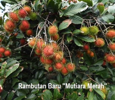 Anim Agriculture Technology: NEW RAMBUTAN VARIETY IN MALAYSIA