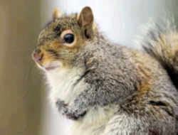 North Carolina State Mammal: Gray Squirrel