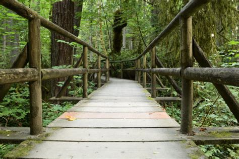 The Traveler's Guide to Hiking in Olympia, WA