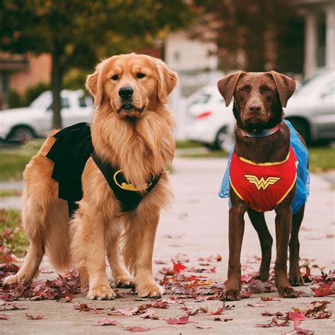 18 Superheroes As Heroically Adorable Dog Breeds