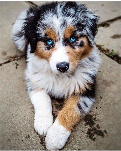 Everything we admire about the Australian Shepherd Pups # ...