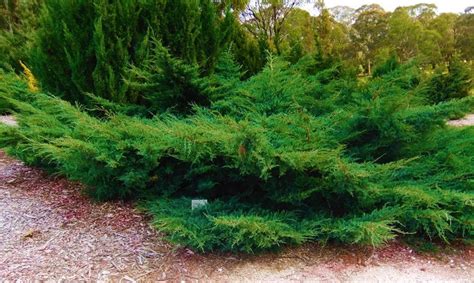 Sea Green Juniper Shrub (1 Gal) - Fountain shaped foliage that changes – Online Orchards