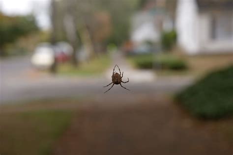 Arachnophobia: Understanding the Fear of Spiders