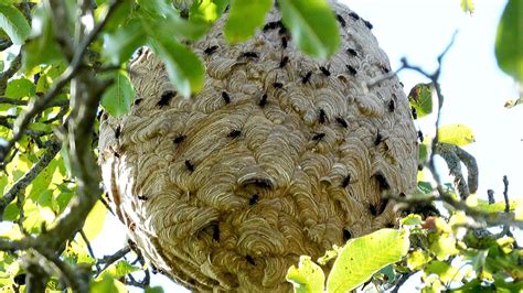 Nest der Asiatischen Hornisse entdeckt – Stadt bittet alle Bürger um Hilfe