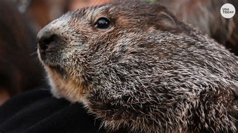 Groundhog Day 2023 livestream: Punxsutawney Phil makes his annual ...