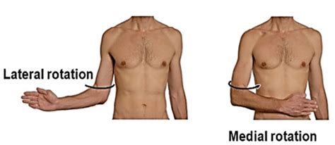 Medial and Lateral Rotation Diagram Diagram | Quizlet