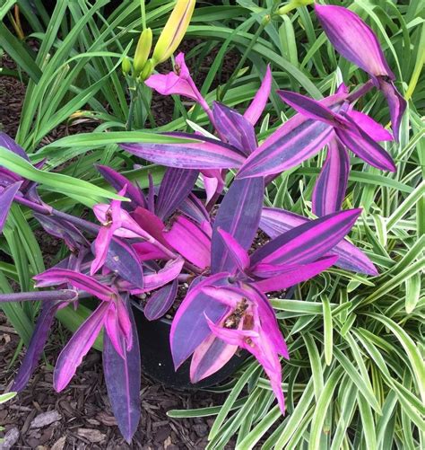 Leaves photo of Purple Heart (Tradescantia pallida 'Variegata ...