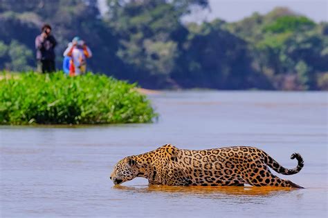 Pantanal, Brazil - WorldAtlas